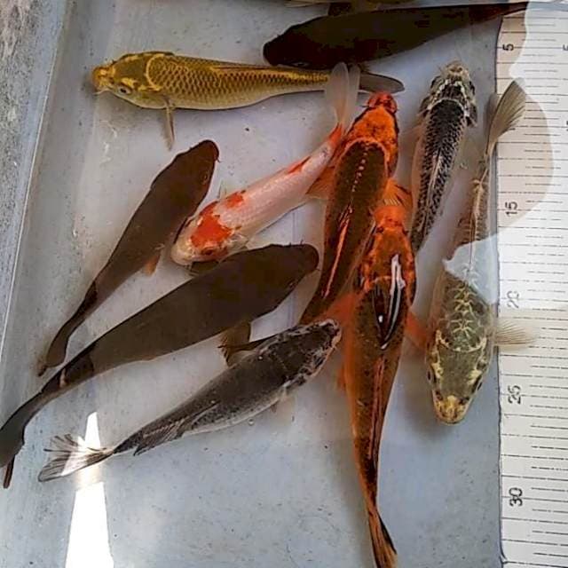 Paket polosan 11ekor