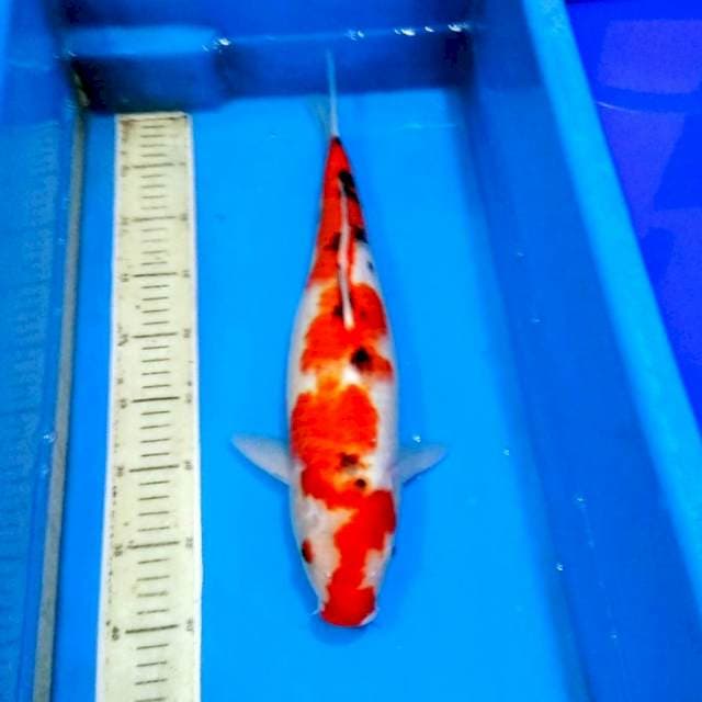 Hanatsuki sanke jumbo 45bu