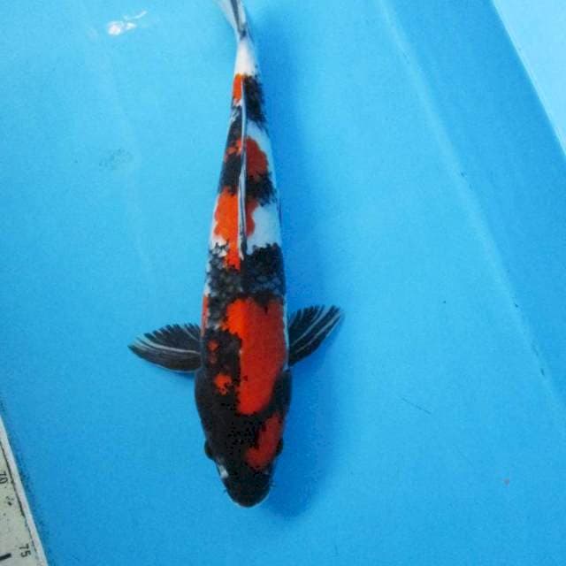 Showa male