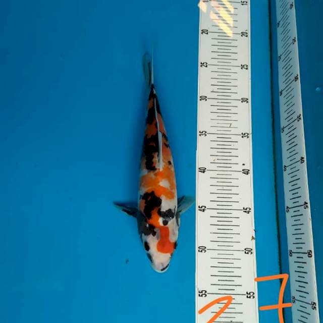 Showa 37cm