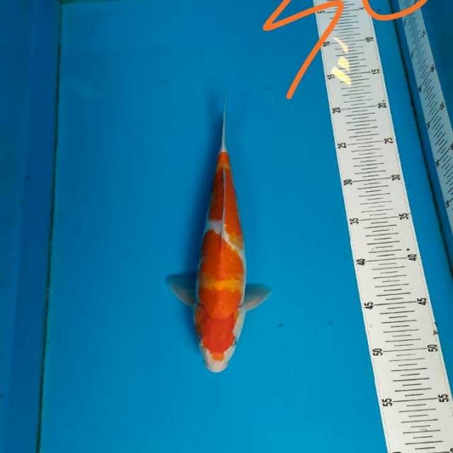 Kohaku 30 cm
