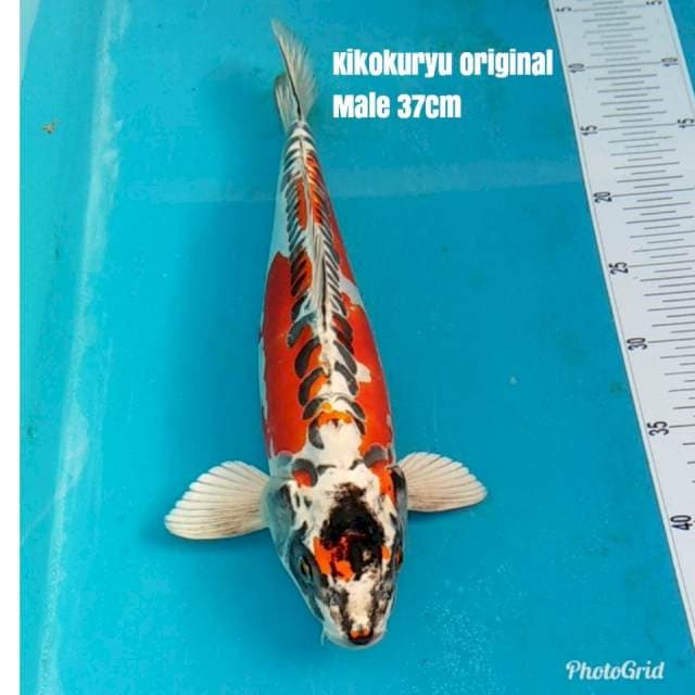 Spesial Kikokuryu Original Punuk