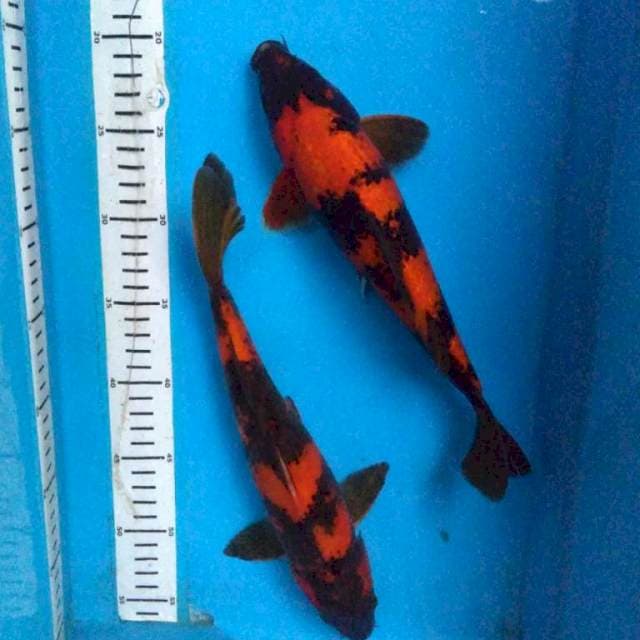 DUO HI UTSHURI 31,28 cm