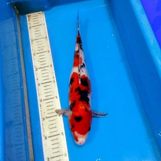 Sanke tajima merah 40bu