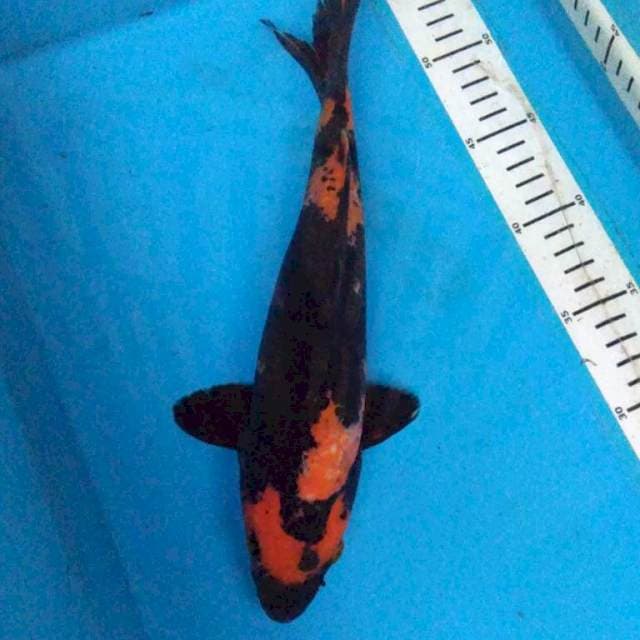 Hi UTSURI 31 cm