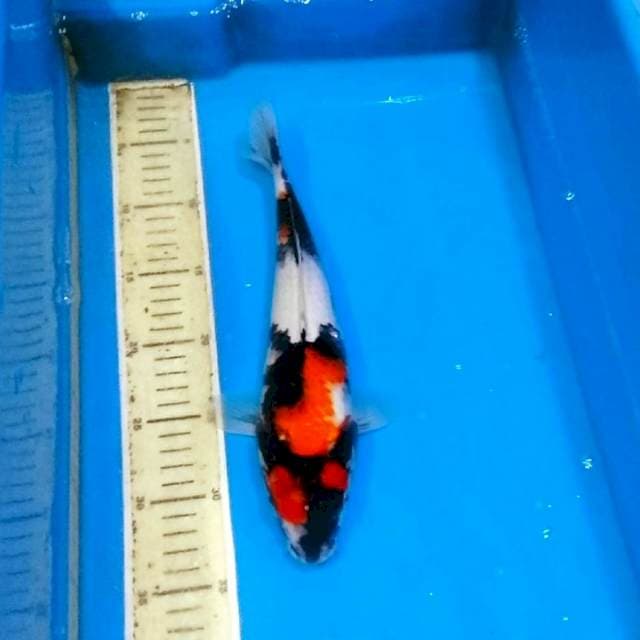 Showa sansoku mantab 30cm