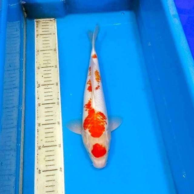 Maruten kanoko kohaku 35cm