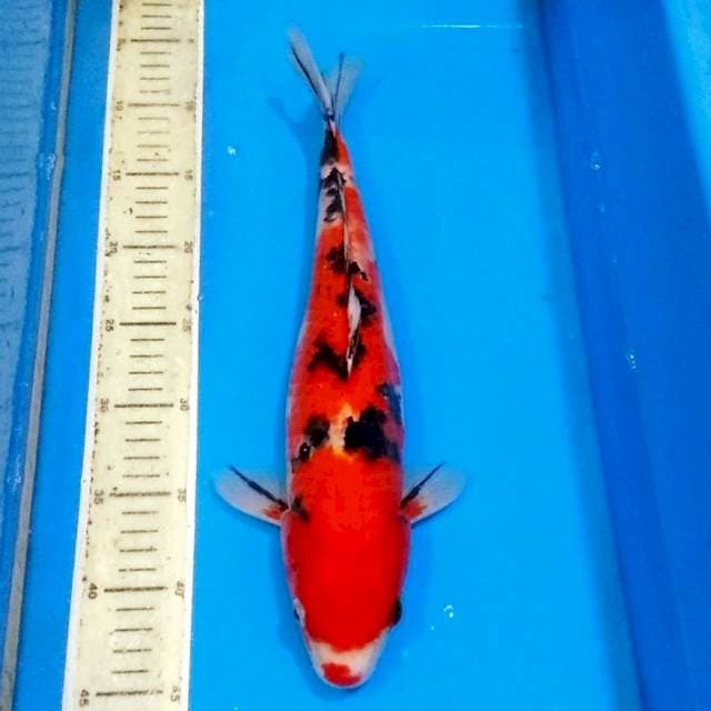 Red sanke tajima mantab 