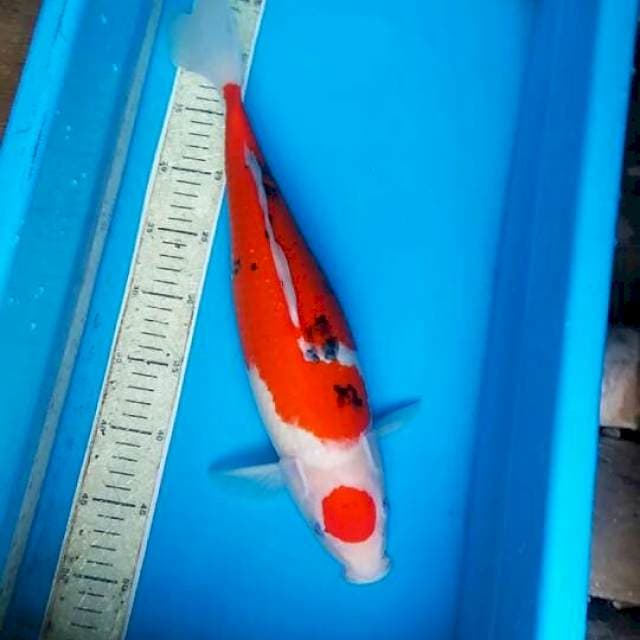 Maruten sanke 43cm