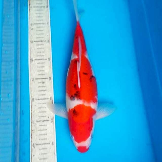 Sanke 36cm