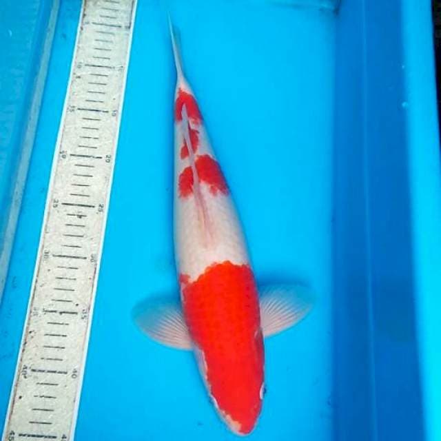 Kohaku 40cm