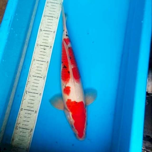 Sanke 40cm
