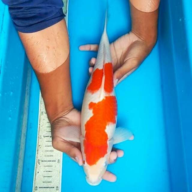 Kohaku 37cm