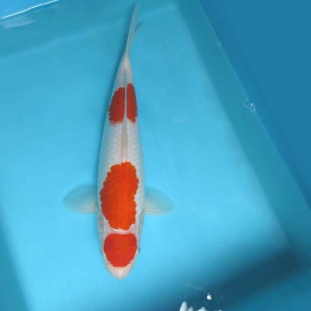 A. DAMARKOI ( MARUYAMA MARUTEN KOHAKU )