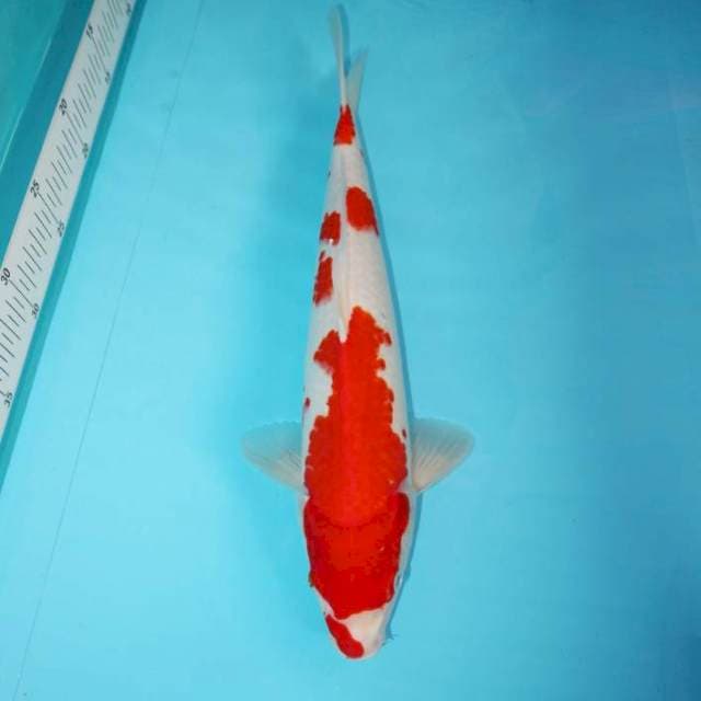 KOHAKU KUCHIBENI 35 CM