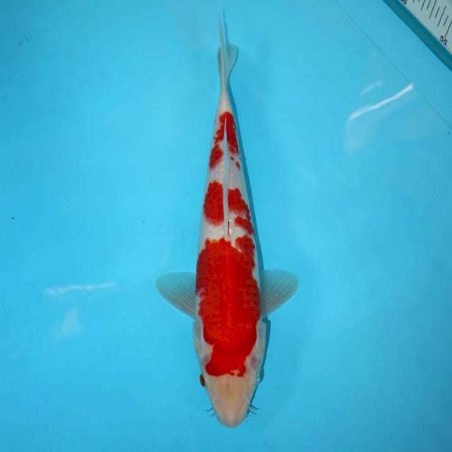 KOHAKU 30 CM