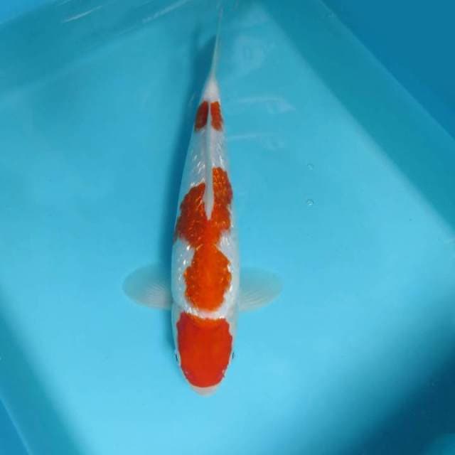 B. DAMARKOI ( GIN RIN KOHAKU 3 STEPS )
