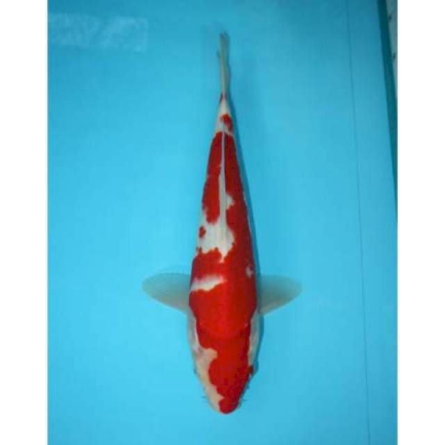 KOHAKU 33 CM