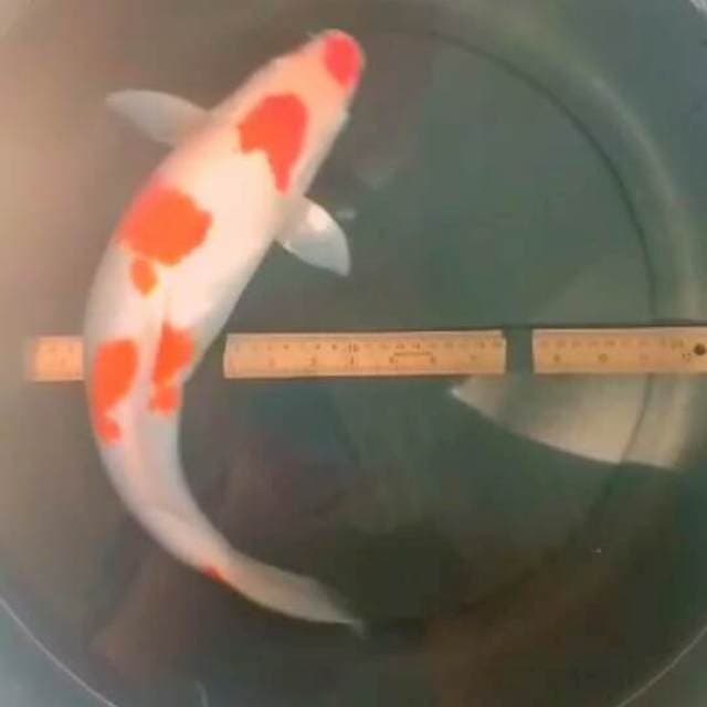 Kohaku Sakura 43cm Male
