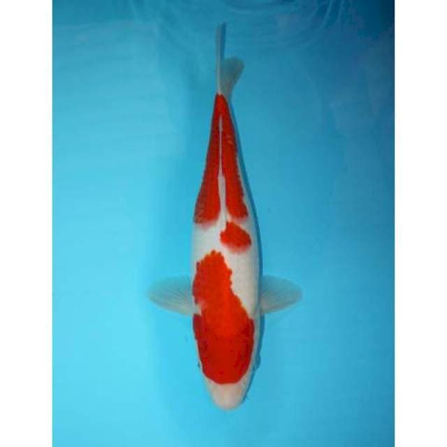 KOHAKU 31 CM