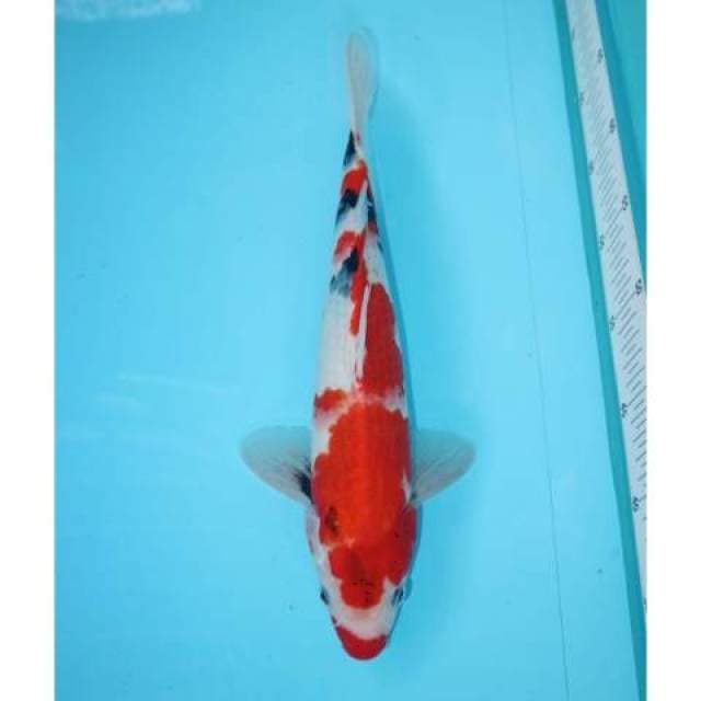 TATEGOI SHOWA KUCHIBENI 34 CM