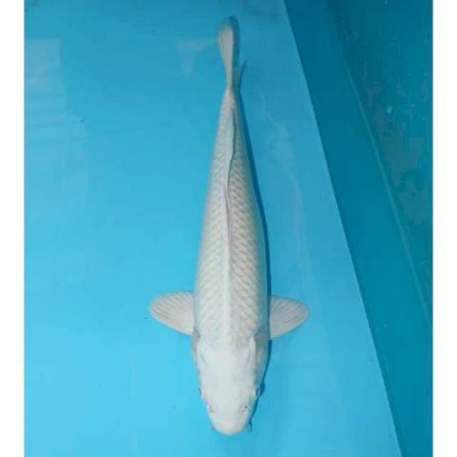 PLATINUM 32 CM