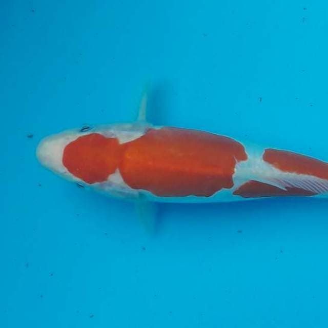 Kohaku