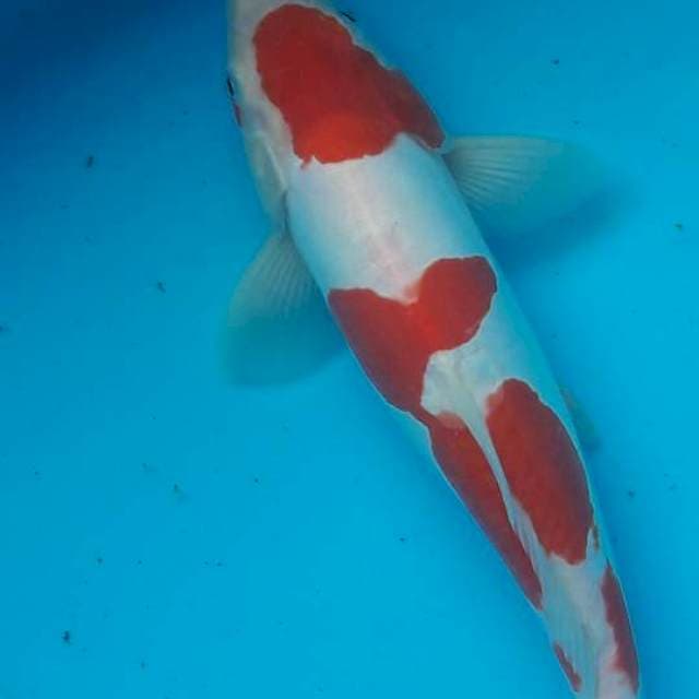 Kohaku