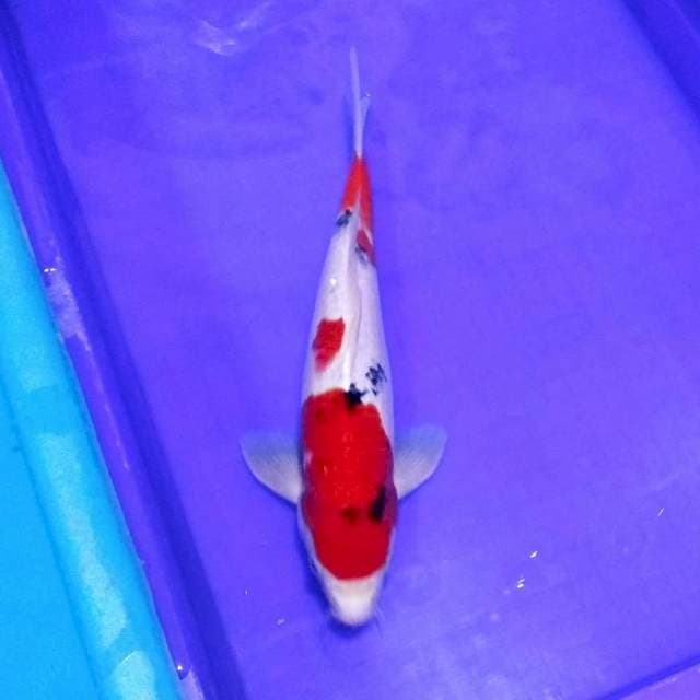 Super red sanke 35cm male