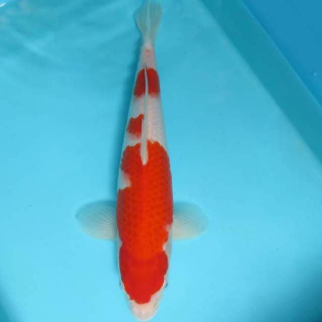 4. DAMARKOI ( KOHAKU 3 STEPS )