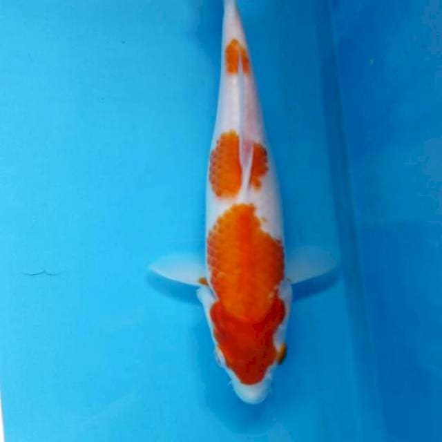 Kohaku