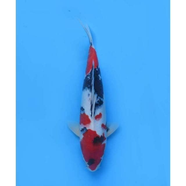 Kindai Showa Merah HQ , Male , 41Cm