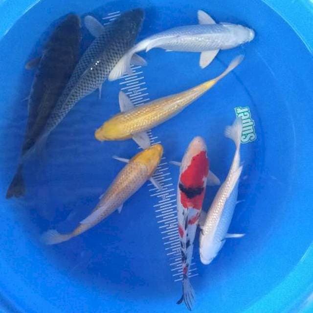 Mix 27-30cm