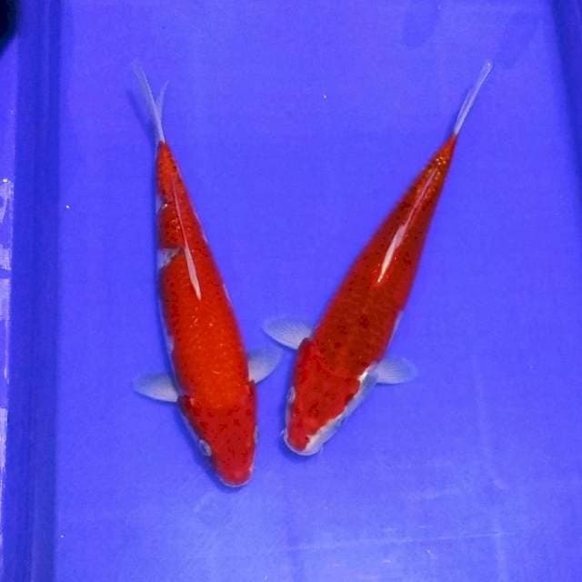 Super red ghosiki f1 30cm