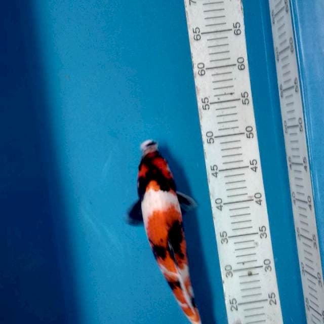 Showa 33cm lumayan