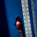 Showa 33cm lumayan