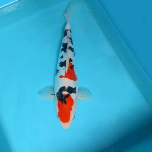 E. DAMARKOI ( SANKE DOITSU )
