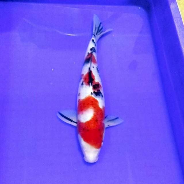 Sanke tajima merah 35up
