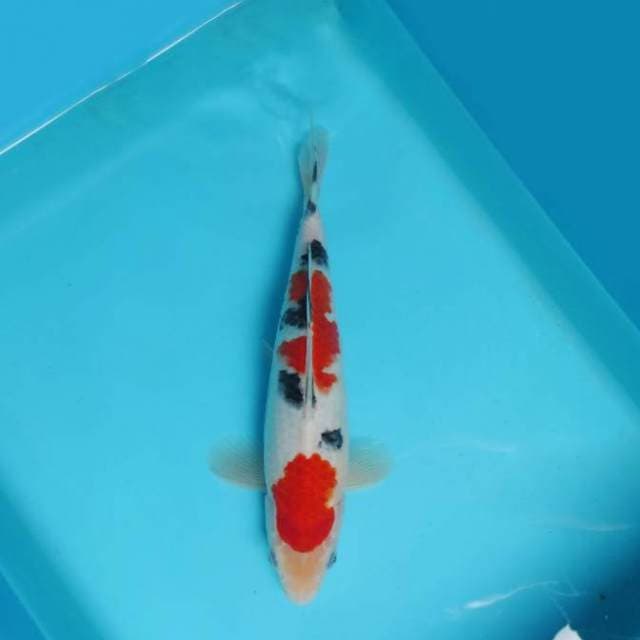 F. DAMARKOI ( TSUBOSUMI SANKE )