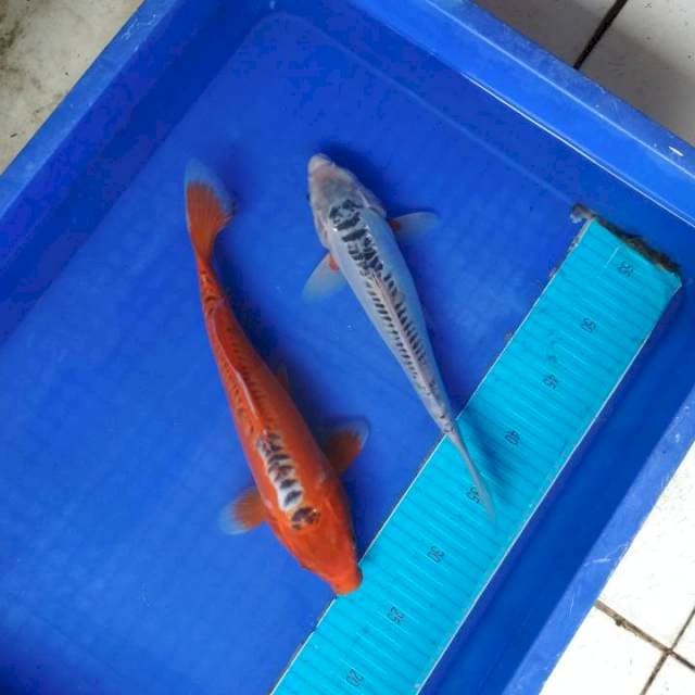 Shusui jos 30 dan 32 cm