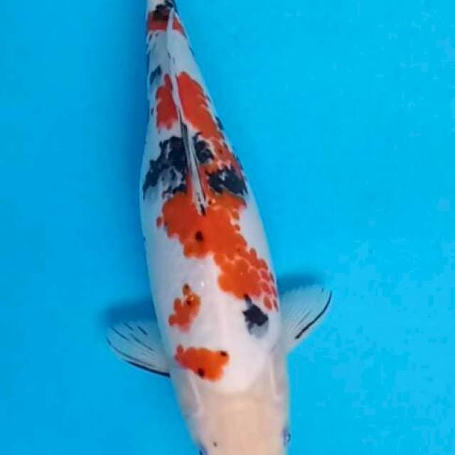 Sanke Kanoko