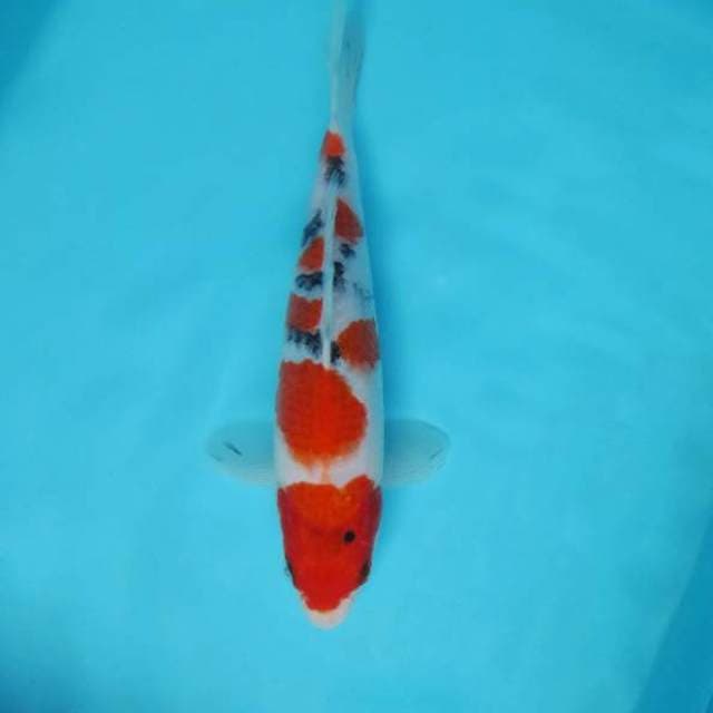 G. DAMARKOI ( TAISHO SANKE )