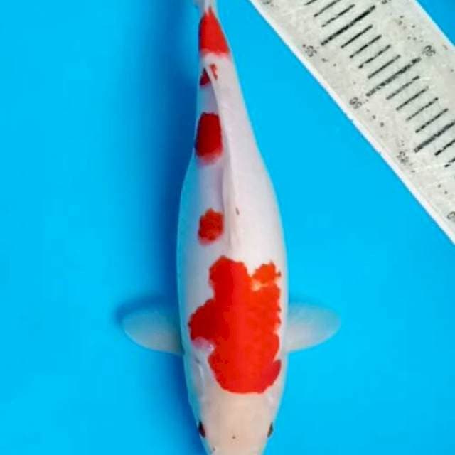 Red Kohaku