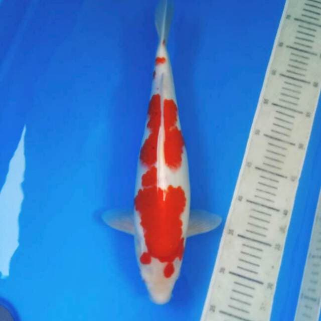Kohaku 