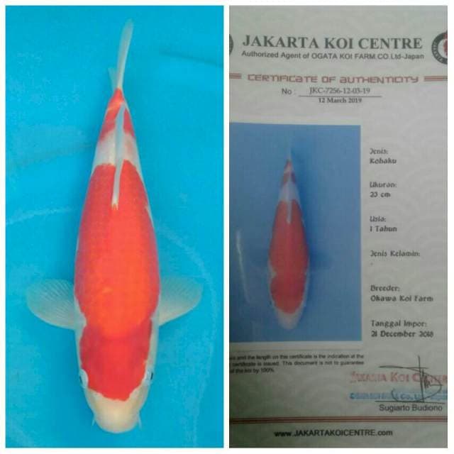Okawa Kohaku