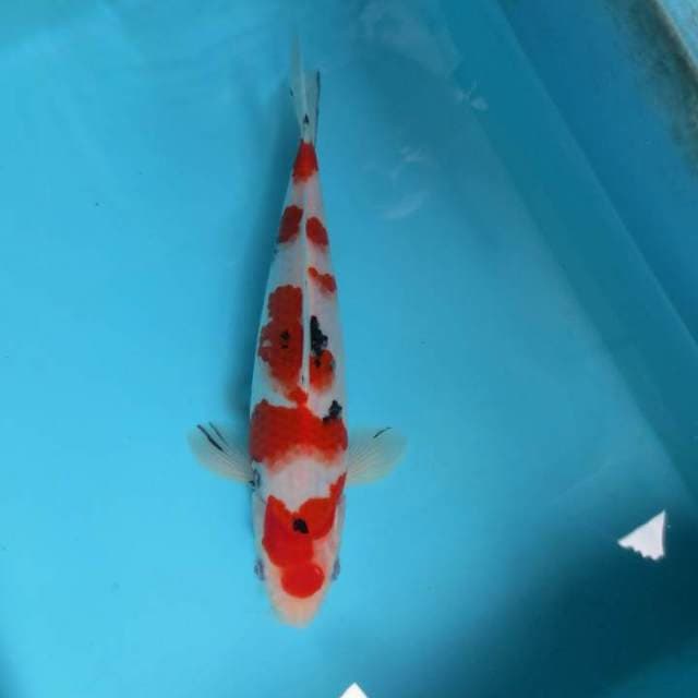 H. DAMARKOI ( TAISHO SANKE )