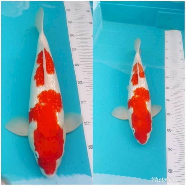RED KOHAKU GINRIN PUNUK ORIGINAL 