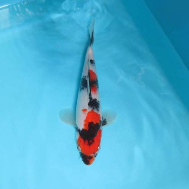 I. DAMARKOI ( KINDAI SHOWA )