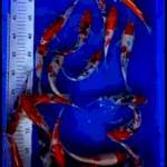 Mix 22 ekor 
