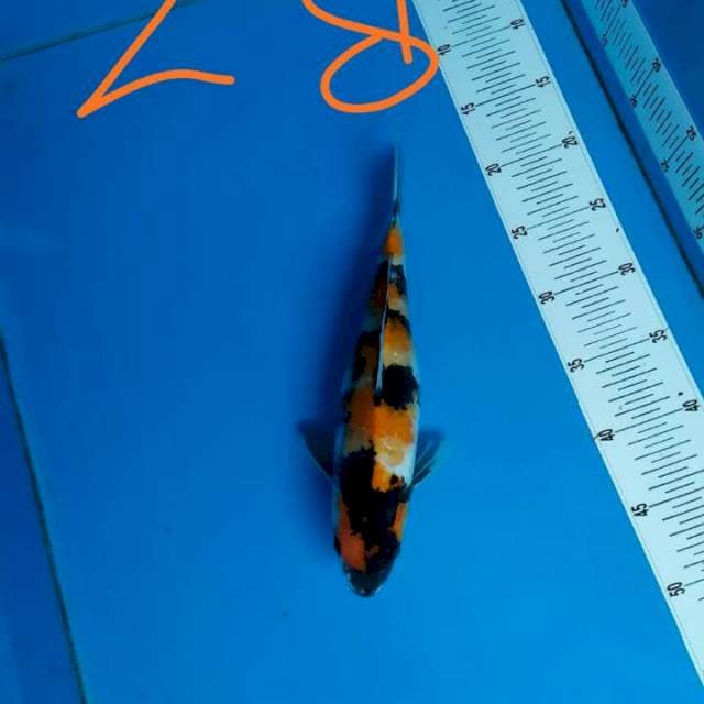Showa 28 cm jleng